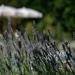 Chic Tuscan With Steam 哥尔顿